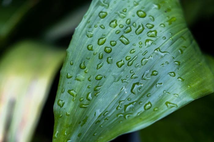 Leaf rain detail